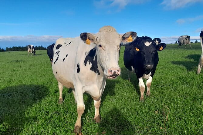 Furnas Volcano Experience: Lush Valleys & Steaming Earth - Coastal Charm and Final Stops