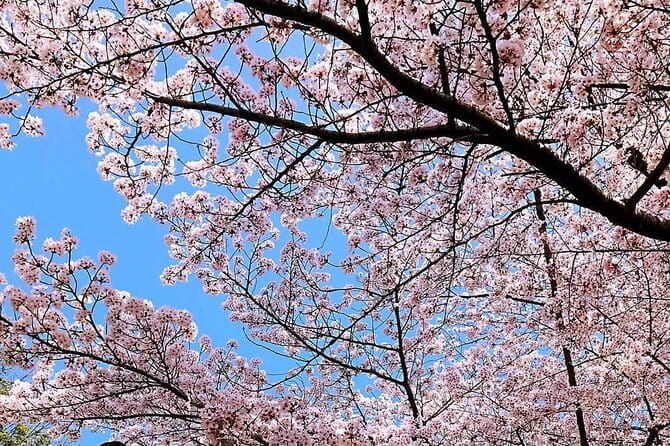 Fushimi Inari Shrine and Nara Park Day Tour From Osaka and Kyoto - Meeting and Pickup Information