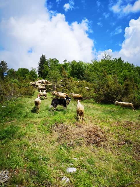 Galicica and Elsani: Macedonian evening with Lale Tours - Exploring Galiica National Park: Nature and Views