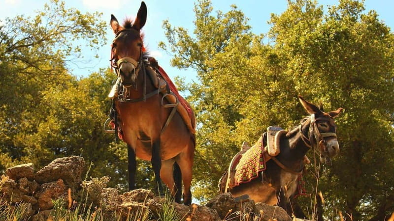 Galicica and Elsani: Macedonian evening with Lale Tours - The Traditional Macedonian Dinner: Food, Wine, and Music