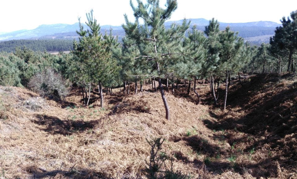 Gallaecian-Roman Gold Mining in Serra Da Groba Tour - Reservation Process