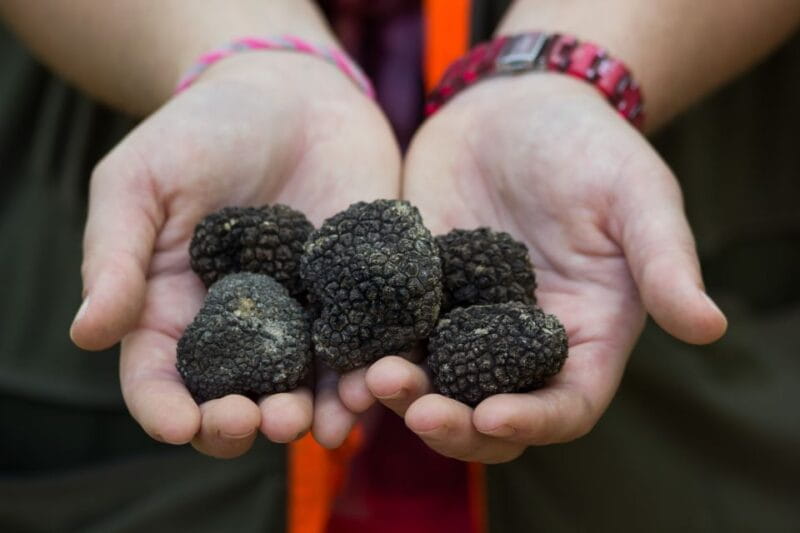 Gaon - Istria: Truffles Hunting & Cooking & Tasting - Cooking with Truffles in a Traditional Setting