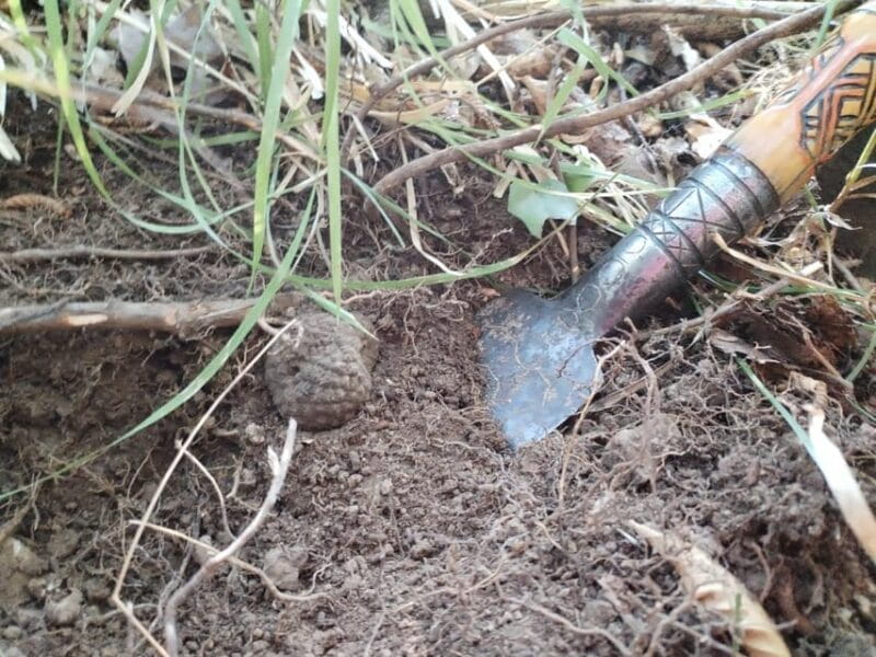 Gaon - Istria: Truffles Hunting & Cooking & Tasting - FAQ