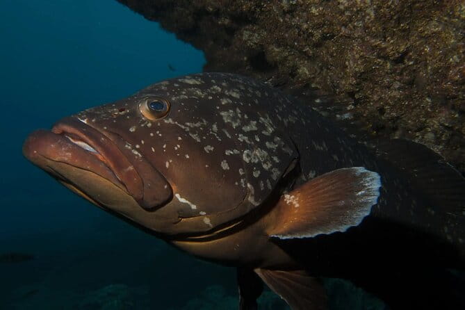Garajau Statue of the Christ-King Private Tuk-Tuk Tour - Who This Tour Is Perfect For