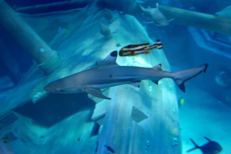 Gardaland SEA LIFE Aquarium: Open Date Entry Ticket - Accessibility and Practical Tips