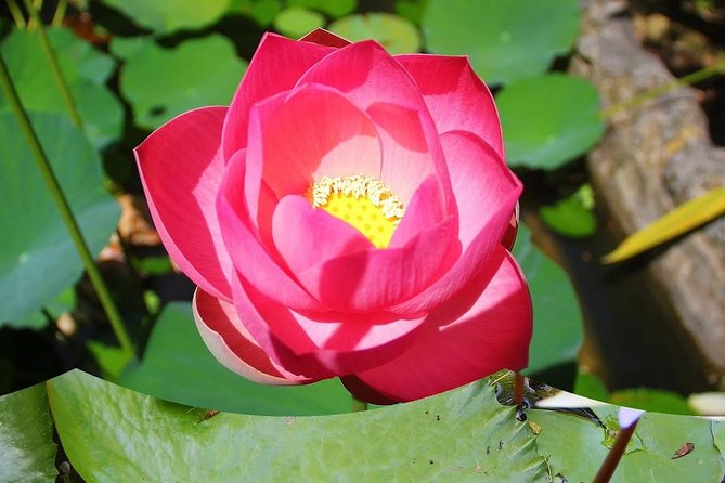 Garden Delight Full-Day Tour in Barbados - Andromeda Garden Visit