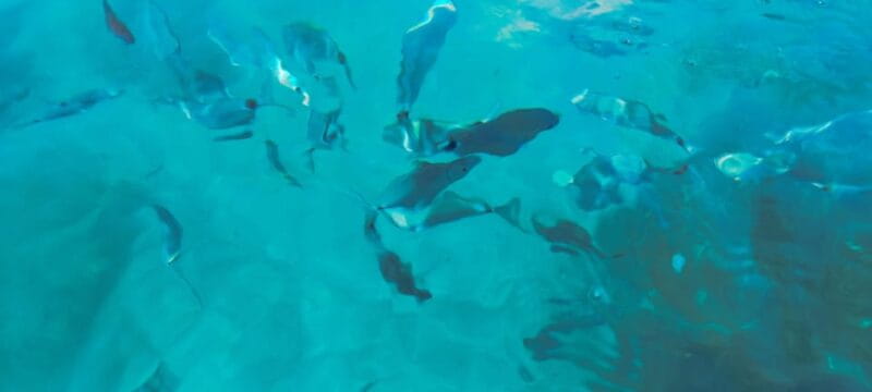 Gastronomy boat excursion - FAQ