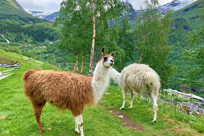 Geiranger by Royal route, 5 hours with visiting a high-mountain farm - Practical Tips for Your Trip