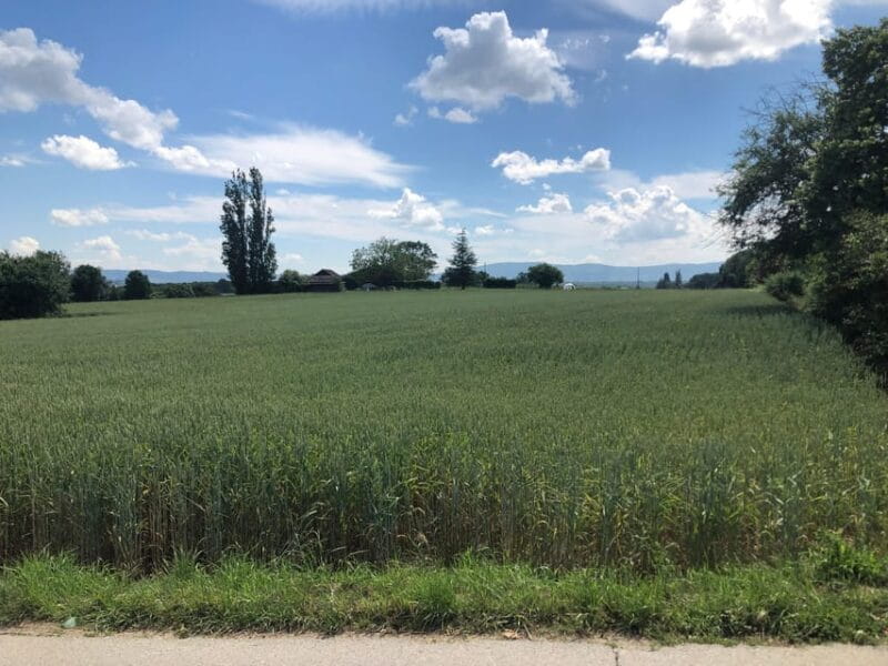 Geneva: Countryside and Wine tasting by E-Bike - Final Thoughts: Is It Worth It?