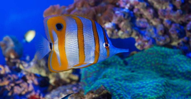 Genoa: Aquarium, Galata Museum and Submarine Entry Tickets - Key Points / Takeaways: