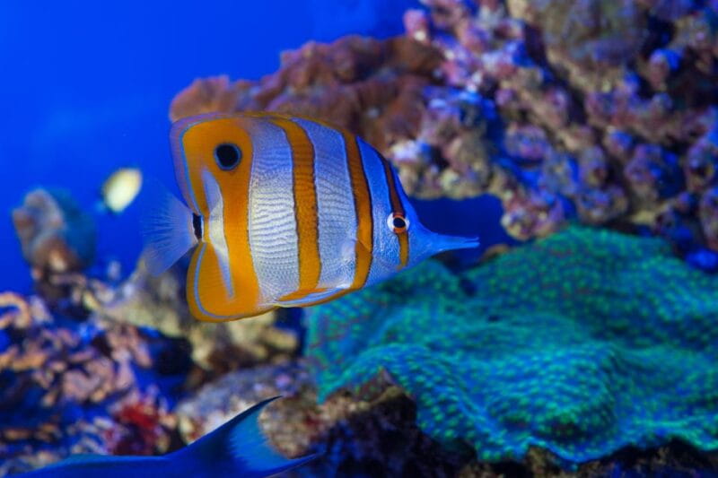 Genoa: Aquarium, Galata Museum and Submarine Entry Tickets - Discovering Genoa’s Maritime Treasures