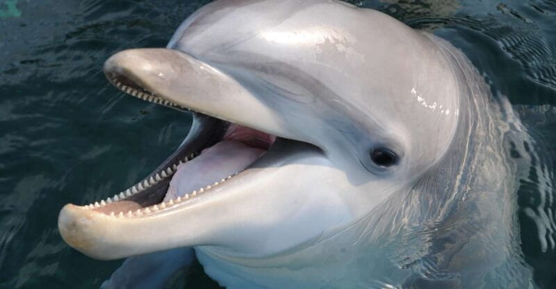 Genoa: Aquarium of Genoa & City of Children and Youth Ticket - Key points / Takeaways