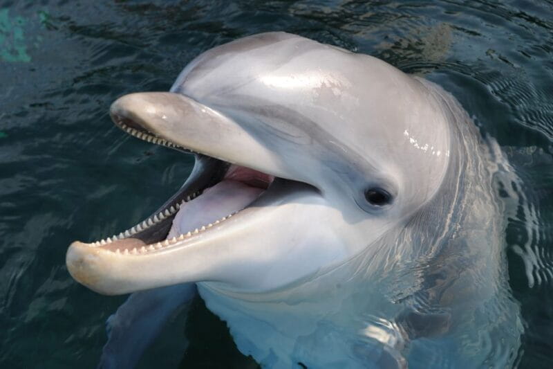 Genoa: Aquarium of Genoa & City of Children and Youth Ticket - Entering The World of Marine Wonder: The Aquarium of Genoa