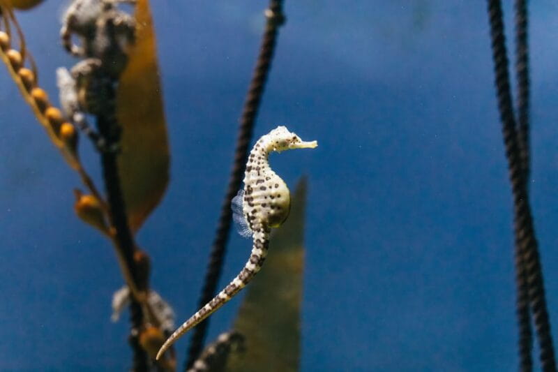 Genoa: Aquarium of Genoa Entry Ticket - Key Points / Takeaways