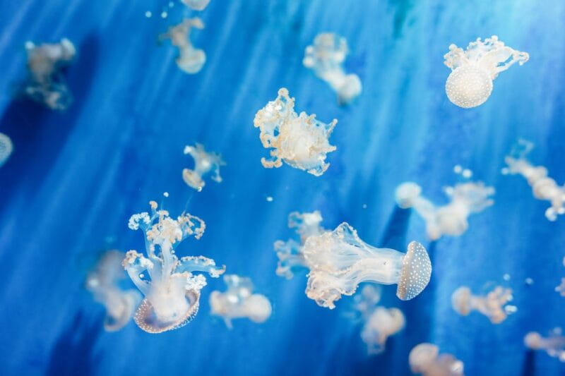 Genoa: Aquarium of Genoa Entry Ticket - Entering The Aquarium of Genoa: What to Expect