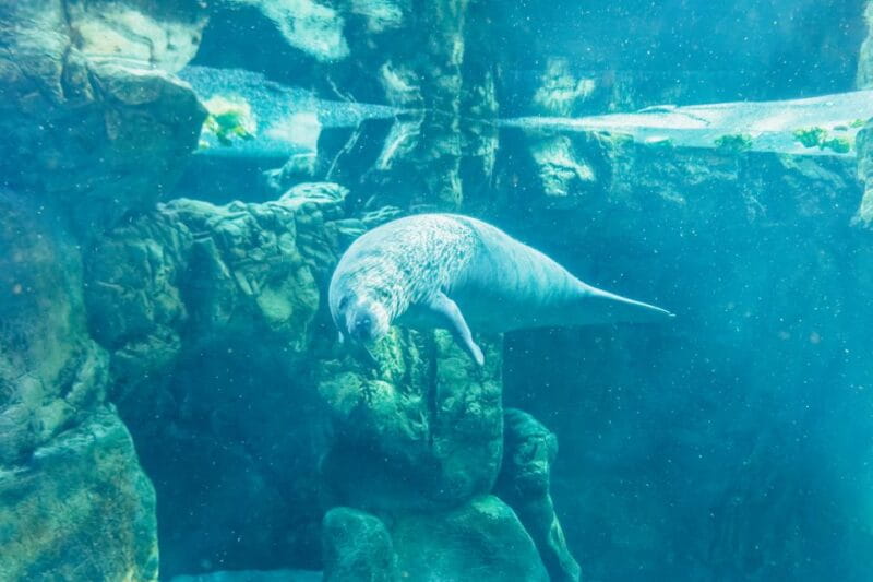 Genoa: Aquarium of Genoa Entry Ticket - FAQ