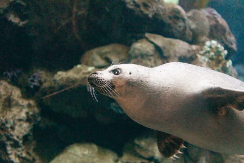 Genoa: Aquarium of Genoa with Lunch - Dealing with Crowds and Timing