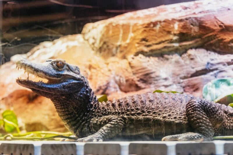Genoa: Aquarium of Genoa with Lunch - Who Should Consider This Experience