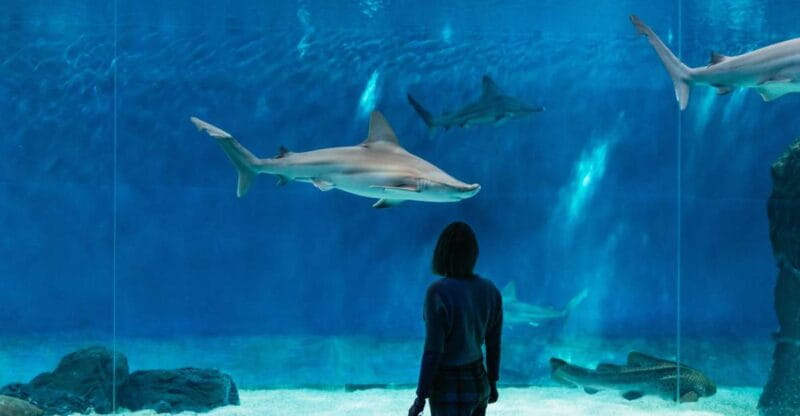 Genoa: Aquarium of Genoa with Lunch - FAQ