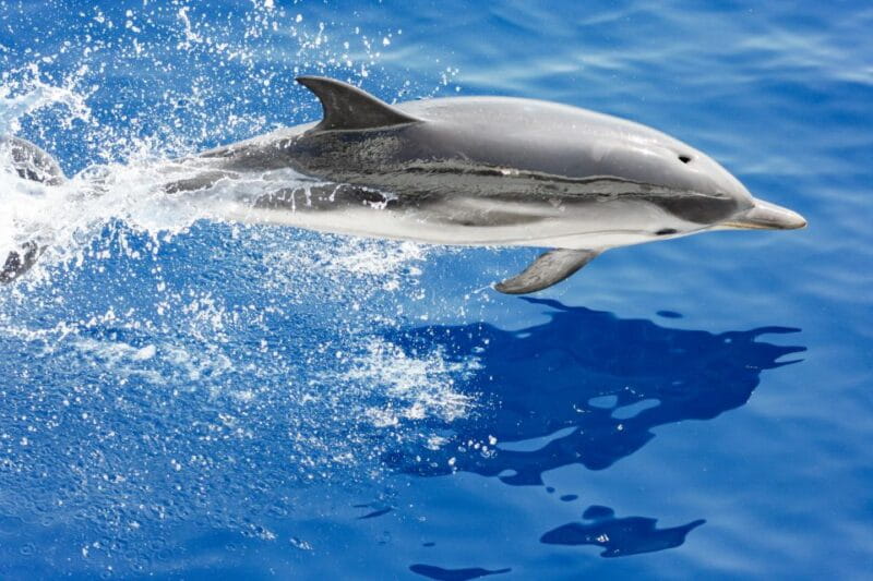 Genoa: Cetacean Watching Cruise with Marine Biologist Guide - Key Points / Takeaways