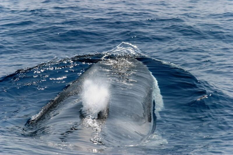 Genoa: Cetacean Watching Cruise with Marine Biologist Guide - Who Will Enjoy This Tour?