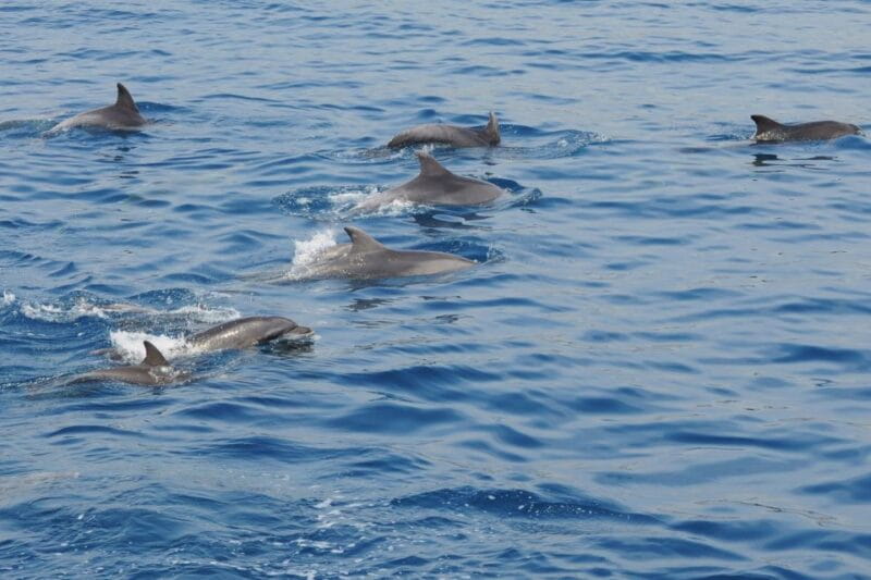 Genoa: Pelagos Sanctuary Whale Watching Cruise - Practical Tips for a Great Experience