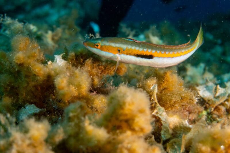 Genoa: Snorkeling tour along the Genoa coastline - The Return and Ease of Access