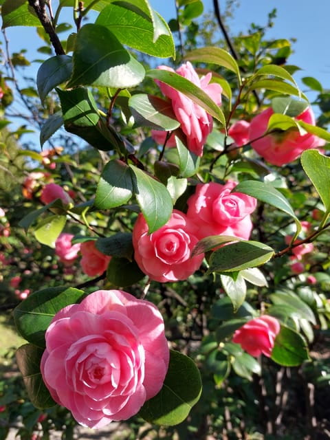 Genoa: Villa Durazzo Pallavicini Park Entry Ticket - Entering a Fairytale: First Impressions of Villa Durazzo Pallavicini