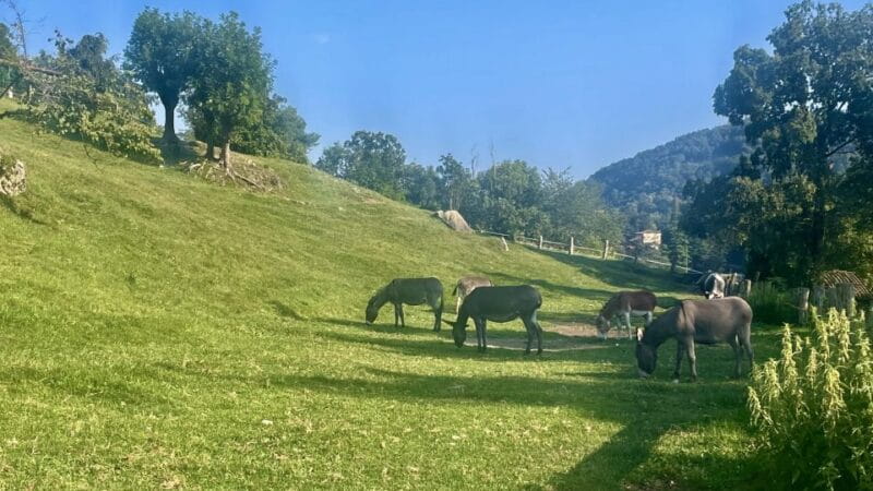 Gentle Hike & Panoramic Dinner! Bellagio - Discovering Bellagio’s Hidden Corners with a Gentle Hike and Stunning Dinner
