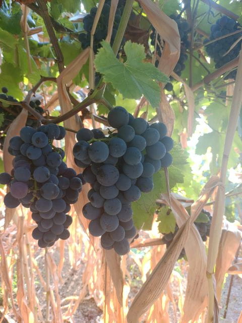 Genuine Cooking Class with a locals from generations - Who Is This Experience Perfect For?