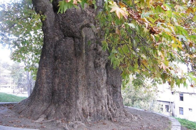 German village in Georgia (Elisabethal) & Wine tasting - The Sum Up