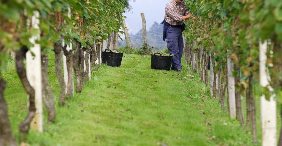 Getaria Txakoli Wine Tour From San Sebastian - Experience Highlights
