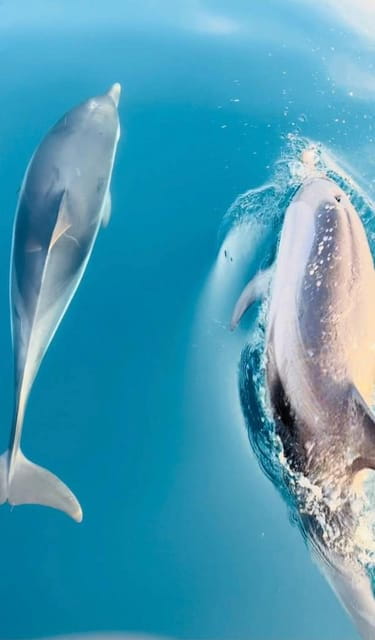 Giardini Naxos: Sunset Dolphin Watching Cruise with Aperitif - Who Will Love This Tour?