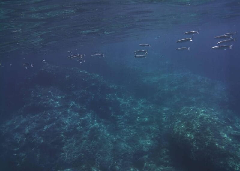 Giardini Naxos - Taormina 2 hours boat tour with snorkeling - The Experience in Detail: Navigating Sicily’s Coastal Gems