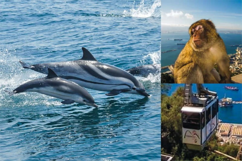 Gibraltar: Dolphin Watch Cruise & Cable Car Fast Track Combo - Key points / Takeaways