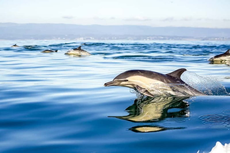 Gibraltar: Dolphin Watch Cruise & Cable Car Fast Track Combo - A detailed look at Gibraltar’s Dolphin & Rock Experience
