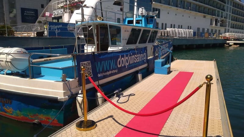 Gibraltar: Dolphin Watching Boat Tour V.I.P - The Experience: A Closer Look at the Dolphin Safari