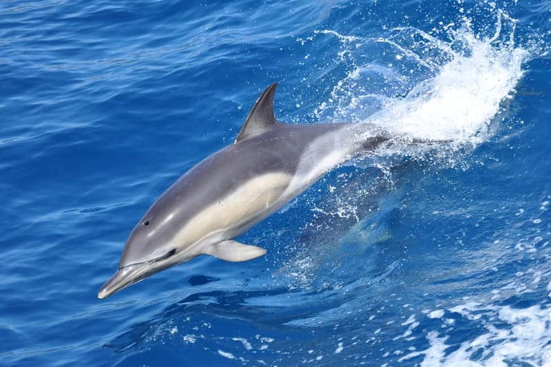 Gibraltar: Dolphin Watching Tour - Gibraltar: Dolphin Watching Tour – An Authentic Marine Adventure