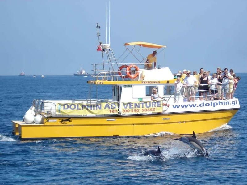 Gibraltar: Dolphin Watching Tour - The Sightings: What You’re Most Likely to See
