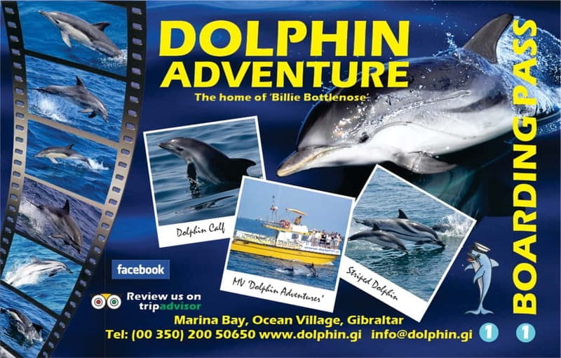 Gibraltar: Dolphin Watching Tour - Price and Logistics: Is It Good Value?