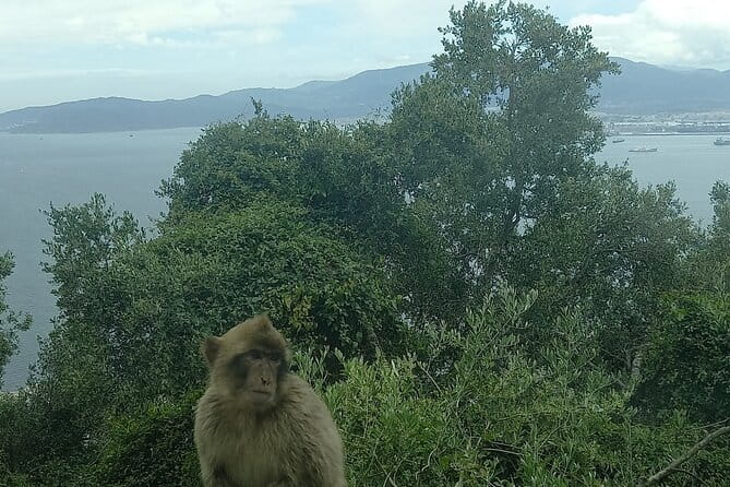 Gibraltar, Mijas and Marbella Private Tour From Malaga Province - Key Points / Takeaways