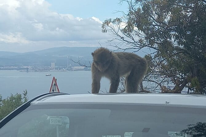 Gibraltar, Mijas and Marbella Private Tour From Malaga Province - Final Thoughts