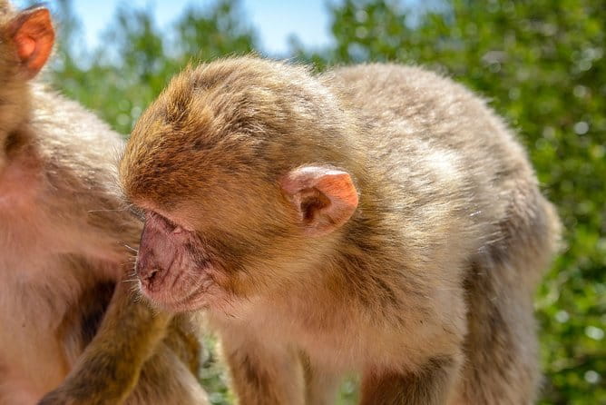 Gibraltar Panoramic Tour 1hrs Plus - Exploring Gibraltar in a Nutshell: A Practical Guide