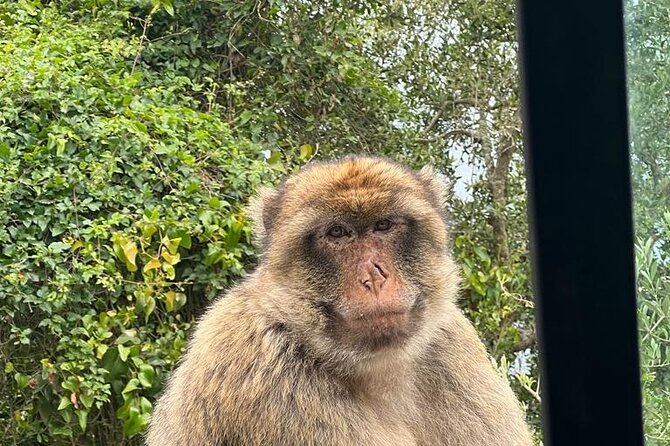 Gibraltar Private Tour From Malaga and Surronding Areas - Barbary Macaques at the Top of the Rock