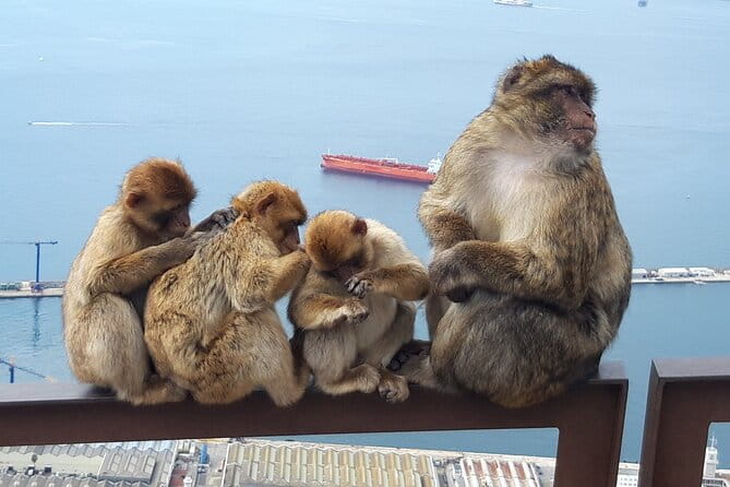 Gibraltar Sightseeing : Classic Shore Excursion (Private) - Exploring the Rock of Gibraltar