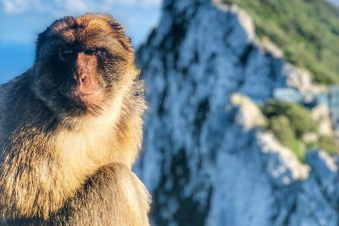 Gibraltar Sightseeing : Classic Shore Excursion (Private) - Price and Logistics