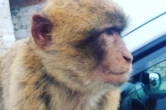 Gibraltar Sightseeing : Extended Rock Tour / Shore Excursion (Private) - Who Would Love This Tour?