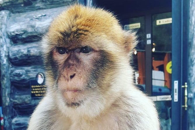 Gibraltar Sightseeing : Extended Rock Tour / Shore Excursion (Private) - The Sum Up