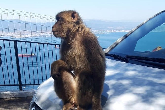 Gibraltar Sightseeing : Extended Rock Tour / Shore Excursion (Private) - FAQs