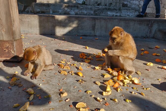 Gibraltar Sightseeing Tour with Monkeys and Panoramic views - Exploring Gibraltar’s Top Highlights